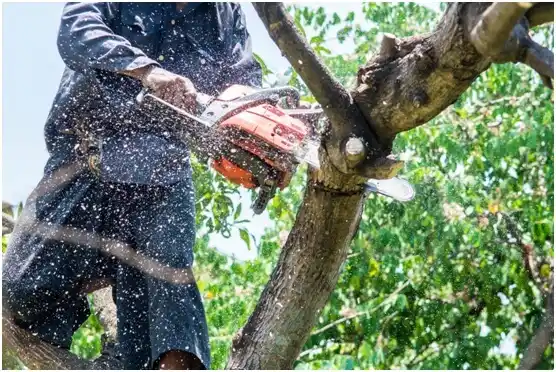tree services Tomahawk